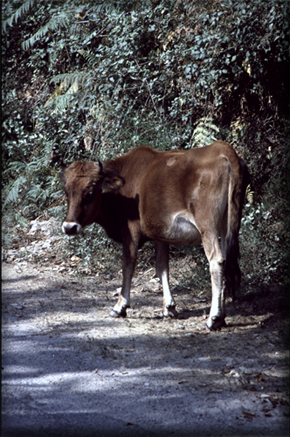 n_09_m5_73_d71_ rind_1985.jpg